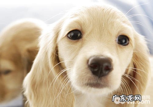 怎么处理好犬心丝虫