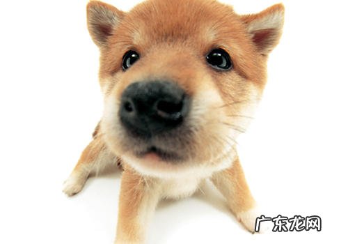 小狗破伤风针解决