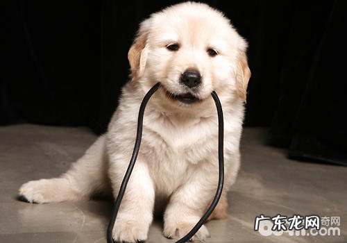 小狗喂养狗驱虫药注意什么