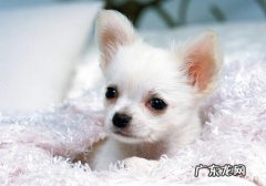 小狗喂养狗驱虫药注意什么