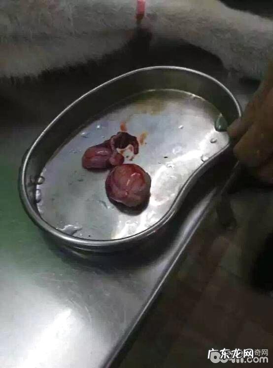 一例金毛隐睾症的病例分析