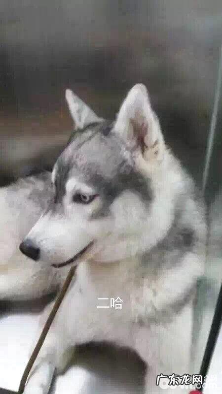 一例金毛隐睾症的病例分析