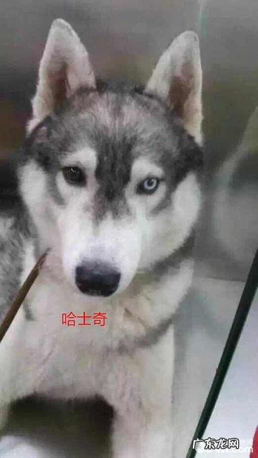 一例金毛隐睾症的病例分析