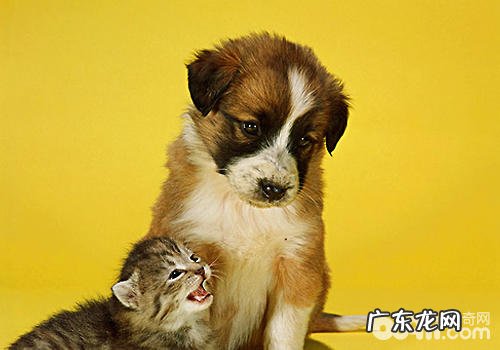 如何预防犬尿道结石