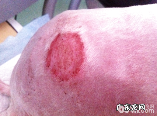 普遍犬皮肤病的病发缘故及确诊