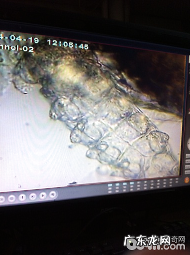 普遍犬皮肤病的病发缘故及确诊