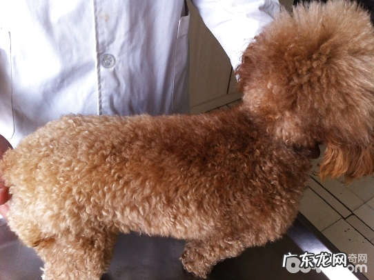 普遍犬皮肤病的病发缘故及确诊