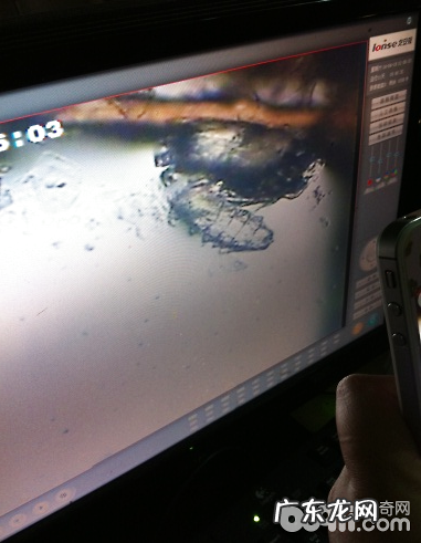 普遍犬皮肤病的病发缘故及确诊