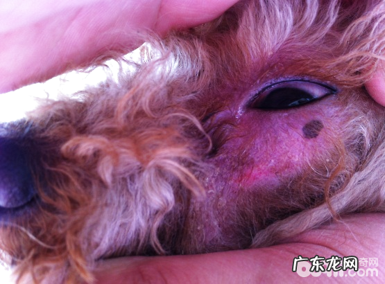 普遍犬皮肤病的病发缘故及确诊