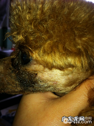 普遍犬皮肤病的病发缘故及确诊