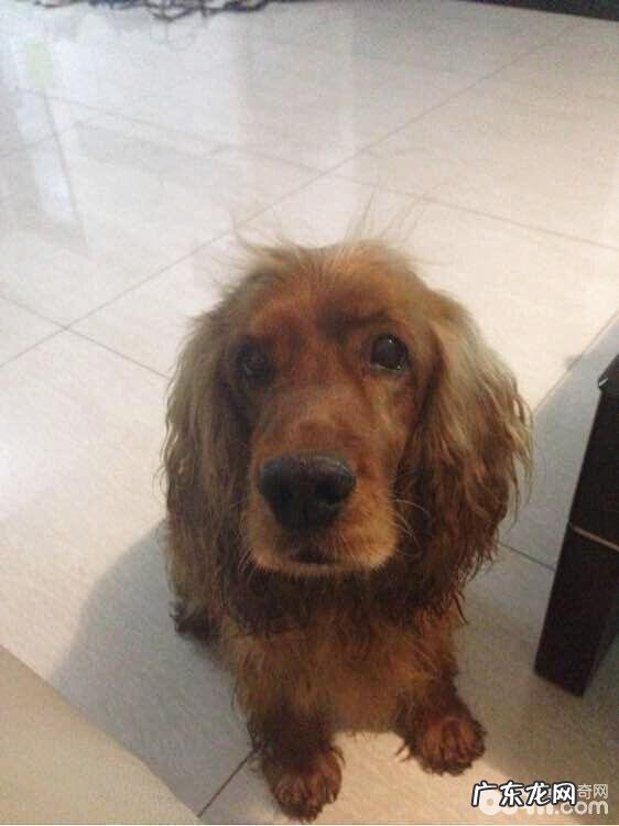 犬膈疝的确诊与医治