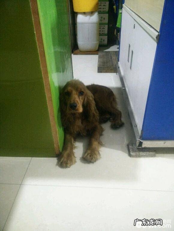 犬膈疝的确诊与医治