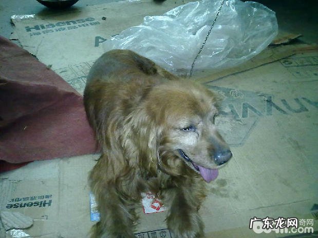 犬膈疝的确诊与医治