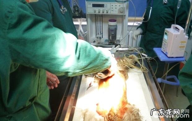 犬膈疝的确诊与医治