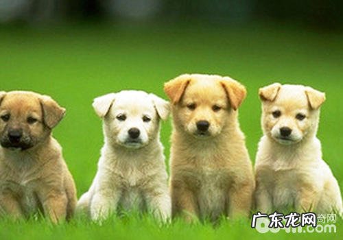 犬雌激素皮肤疾病解决