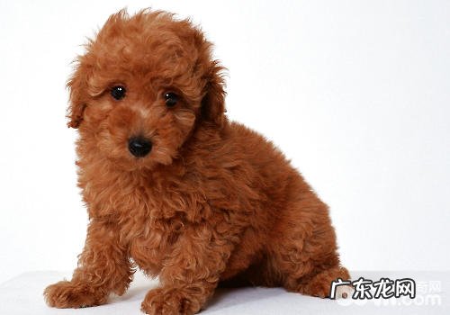 犬雌激素皮肤疾病解决