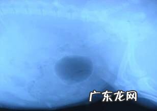 犬尿路结石的确诊