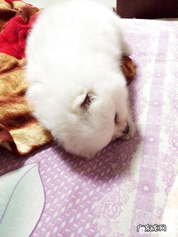 犬附红体病的确诊与医治