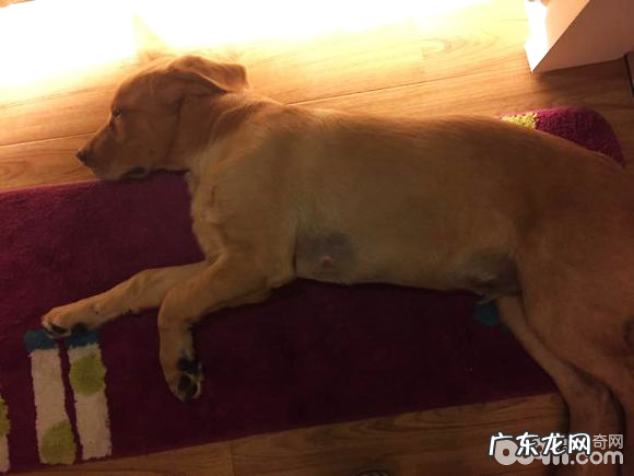 犬附红体病的确诊与医治