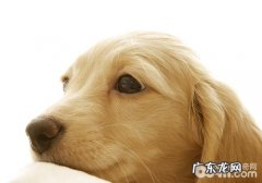 怎样看待犬肾衰竭