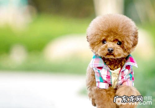 怎样看待犬肾衰竭