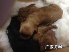 幼狗断尾术介绍