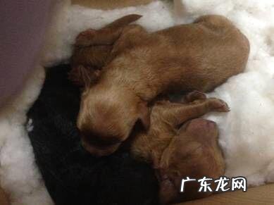 幼狗断尾术介绍