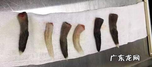 幼狗断尾术介绍