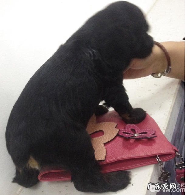 幼狗断尾术介绍