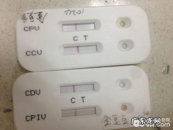 萨摩犬的口腔内部脏东西应急处置方法