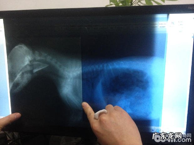 萨摩犬的口腔内部脏东西应急处置方法