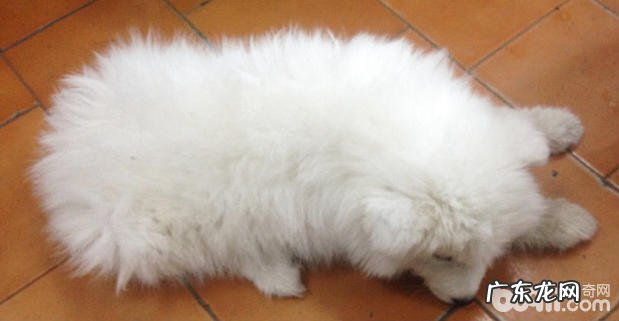 萨摩犬的口腔内部脏东西应急处置方法