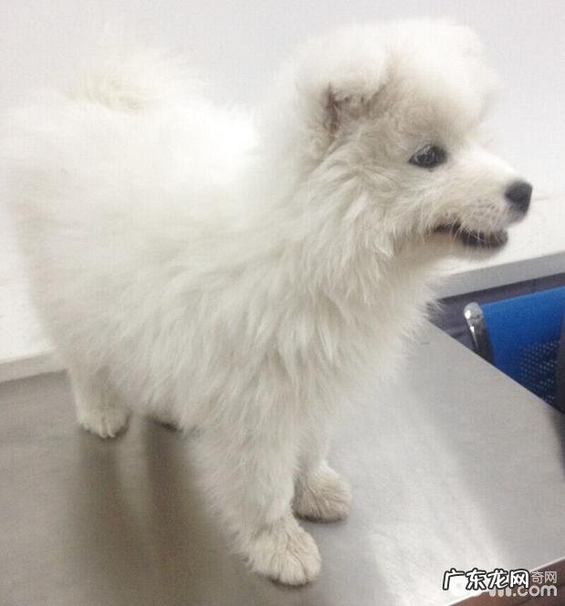 萨摩犬的口腔内部脏东西应急处置方法