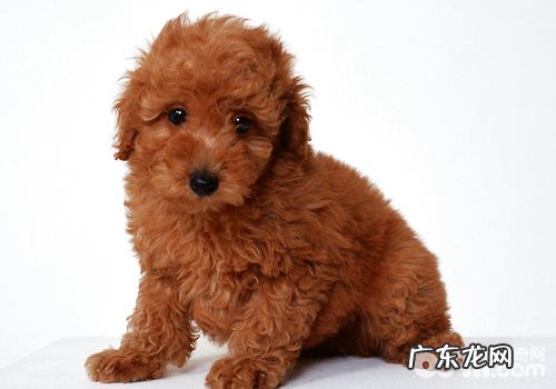 巨细胞病毒是不是恐怖