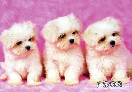 小狗视觉器官查验