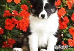 小狗静脉输液的方式