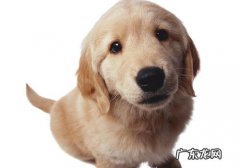 非纯种犬的繁育基础理论