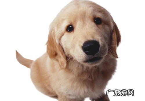 非纯种犬的繁育基础理论