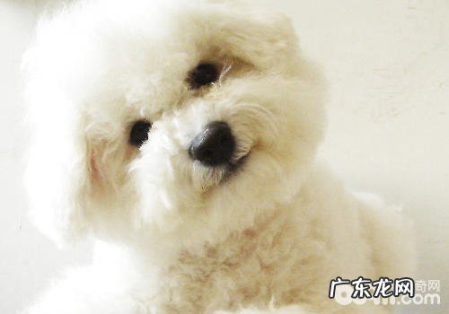 非纯种犬的繁育基础理论