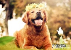犬普遍手术治疗详细介绍