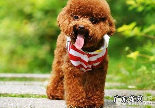 犬普遍手术治疗详细介绍