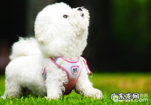 犬普遍手术治疗详细介绍