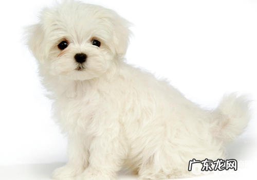 小狗人体欠佳的主要表现有什么