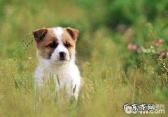 小狗人体欠佳的主要表现有什么