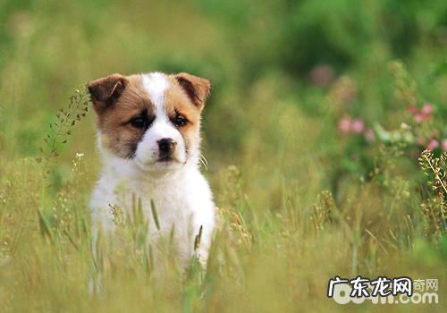 小狗人体欠佳的主要表现有什么