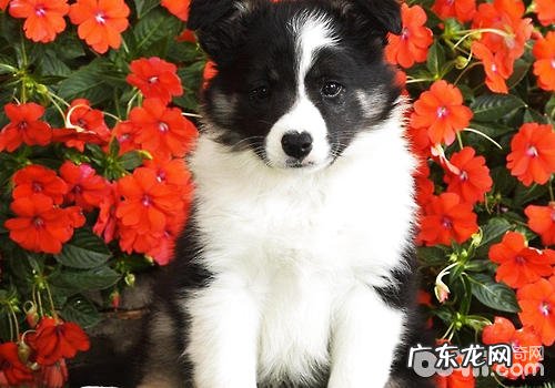 如何预防犬牙周病