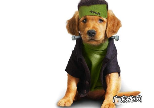 小狗的肾脏功能查验