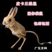 另类宠物鱼 另类宠物大全