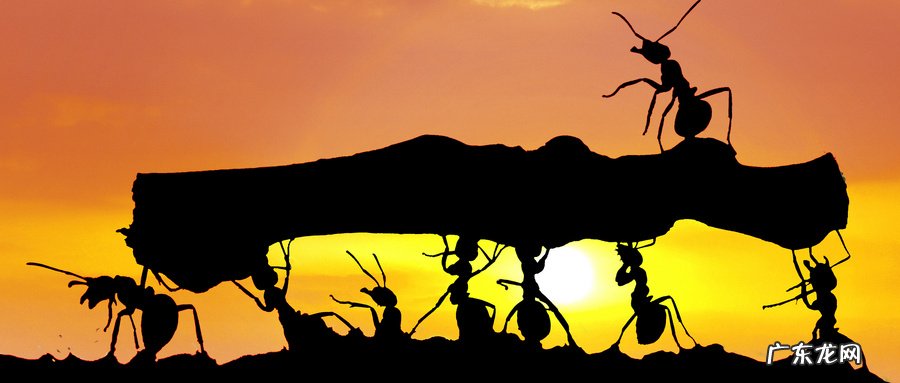 蚁族指的是哪一群人 什么是蚁族