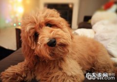 犬红眼症的解决